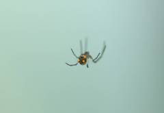Leucauge argyrobapta