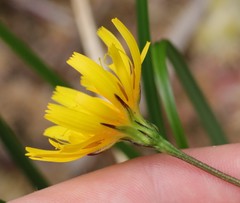 Microseris borealis