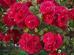 Rosa