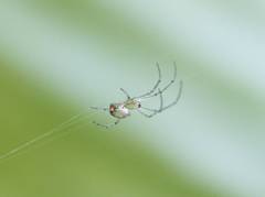 Leucauge argyrobapta