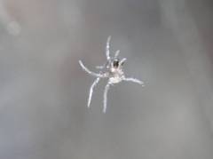Araneae