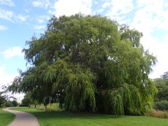 Salix × sepulcralis