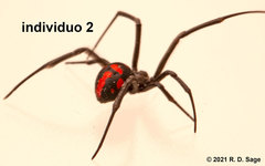Latrodectus mirabilis