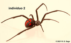 Latrodectus mirabilis