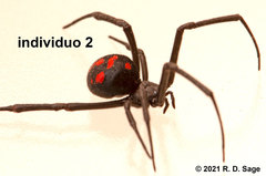 Latrodectus mirabilis