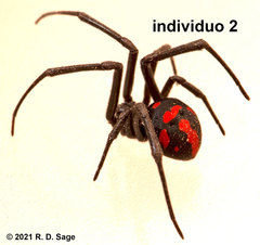 Latrodectus mirabilis