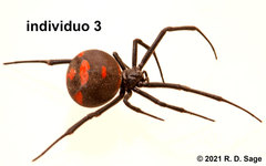 Latrodectus mirabilis
