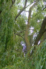 Salix × sepulcralis