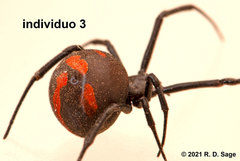 Latrodectus mirabilis
