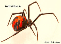 Latrodectus mirabilis