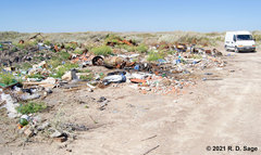 Latrodectus mirabilis