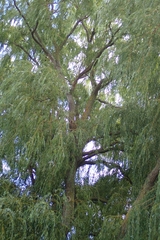 Salix × sepulcralis