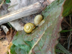 Cepaea nemoralis