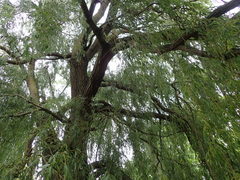 Salix × sepulcralis