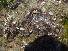 Anthopleura mariscali