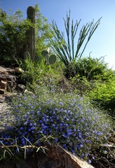 Evolvulus arizonicus