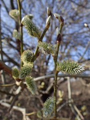 Salix caprea