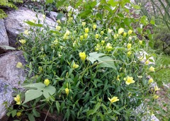 Haplophyton crooksii