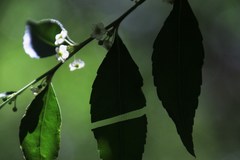 Maytenus acuminata