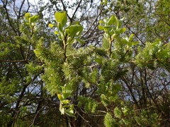 Salix caprea