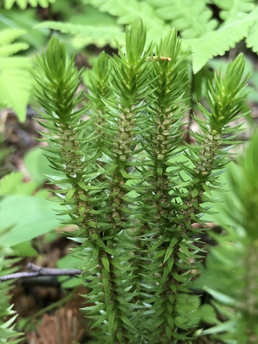 northern firmoss