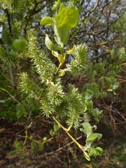 Salix caprea