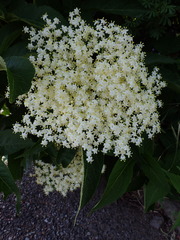 Sambucus nigra