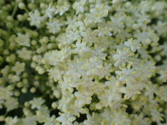 Sambucus nigra