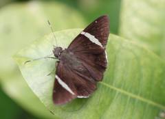 Lepidoptera