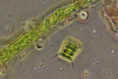 Desmodesmus communis