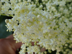 Sambucus nigra