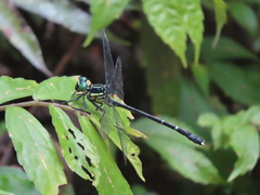 Leptogomphus sauteri