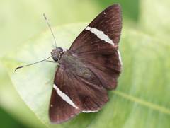 Lepidoptera