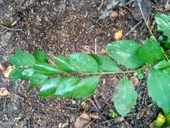 Symphoricarpos albus