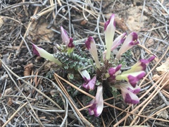 Pedicularis centranthera