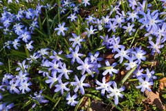 Scilla luciliae