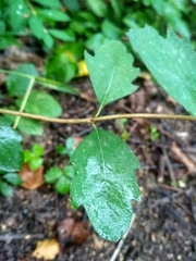 Symphoricarpos albus