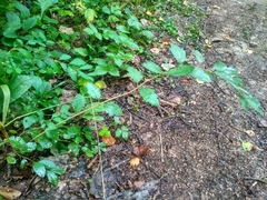 Symphoricarpos albus