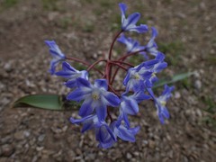 Scilla