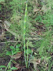 Equisetum palustre