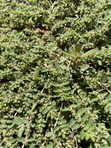 photo of Prostrate Sandmat (Euphorbia prostrata)