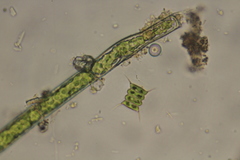 Desmodesmus communis