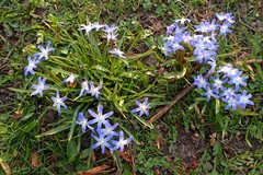 Scilla luciliae