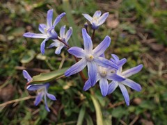 Scilla luciliae