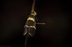 Thallarcha phalarota