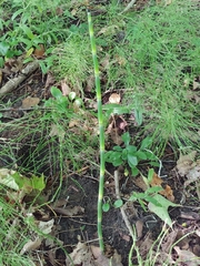 Equisetum palustre