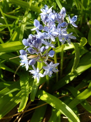 Scilla