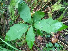 Quercus rubra