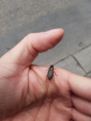 Harpalus