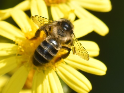 Grey-banded Mining Bee, Groesbeek, Nederland, photo 9 of 10